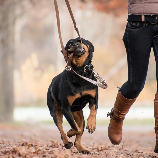 Chien qui tire en laisse - Solutions de dressage efficaces pour une promenade agréable