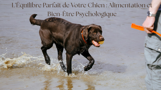 L'Équilibre Parfait de Votre Chien : Alimentation et Bien-Être Psychologique