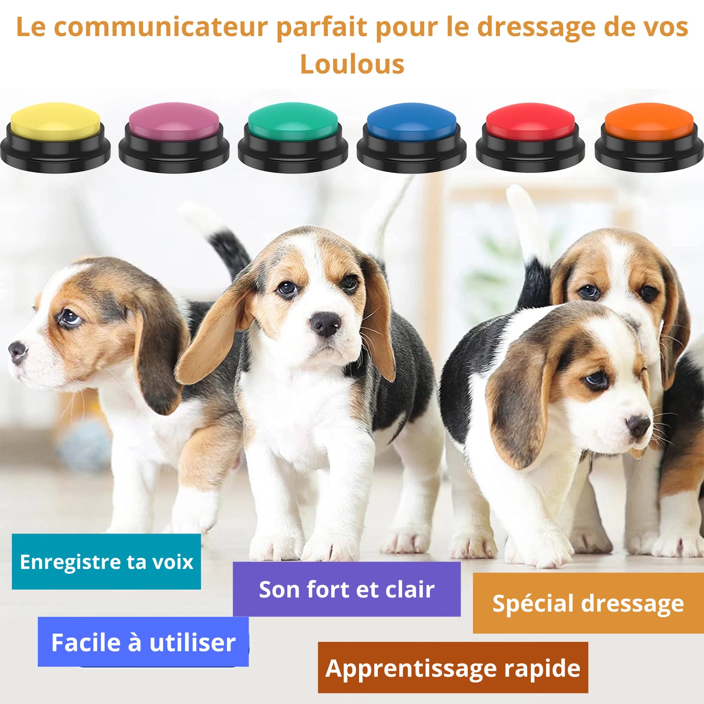boutons multi couleurs pour le dressage de chiens