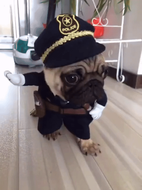 Costume d'Halloween policier pour Chien et Chat gif