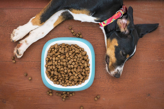 Chien couché à côté d'un bol de croquettes pour illustrer le guide de lecture des étiquettes d'alimentation canine