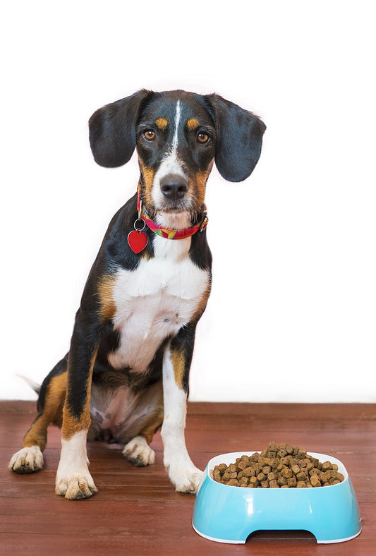Chien avec gamelle bleue remplie de croquettes pour transition alimentaire
