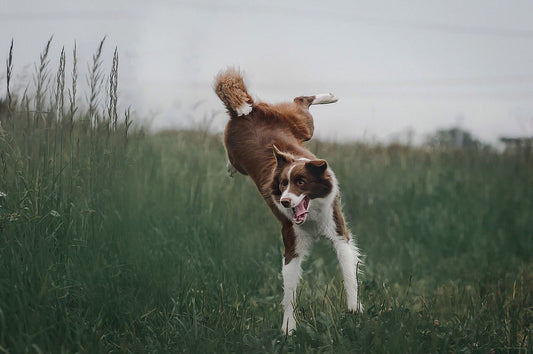 Chien hyperactif qui court dans un jardin - solutions alimentaires naturelles