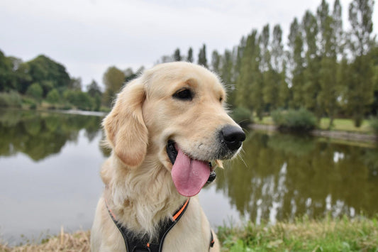 Golden Retriever en bonne santé illustrant l'impact positif d'une alimentation équilibrée sur le comportement canin