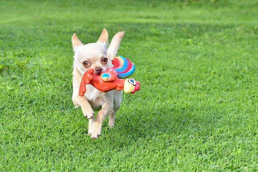 Comment choisir le bon jouet pour son chien