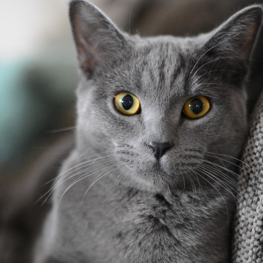 croquettes chat sensible en 10 kg - Les croquettes d'occitanie