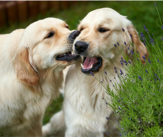 Croquettes chiens séniors au poulet frais sans céréales en 12Kg