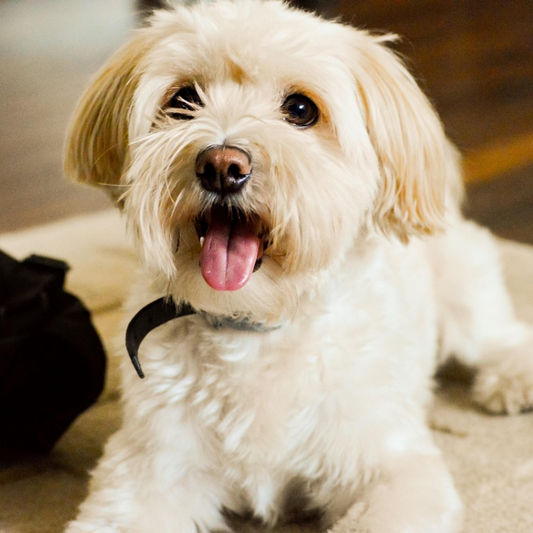 Croquettes Sans Céréales pour Petit Chien Adulte en 12Kg